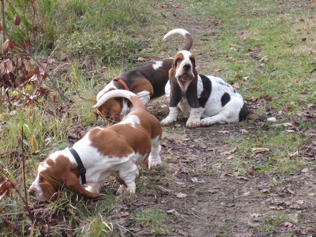 Siblings at play: Ad Amus, Alle Grezza and Ada Gio.